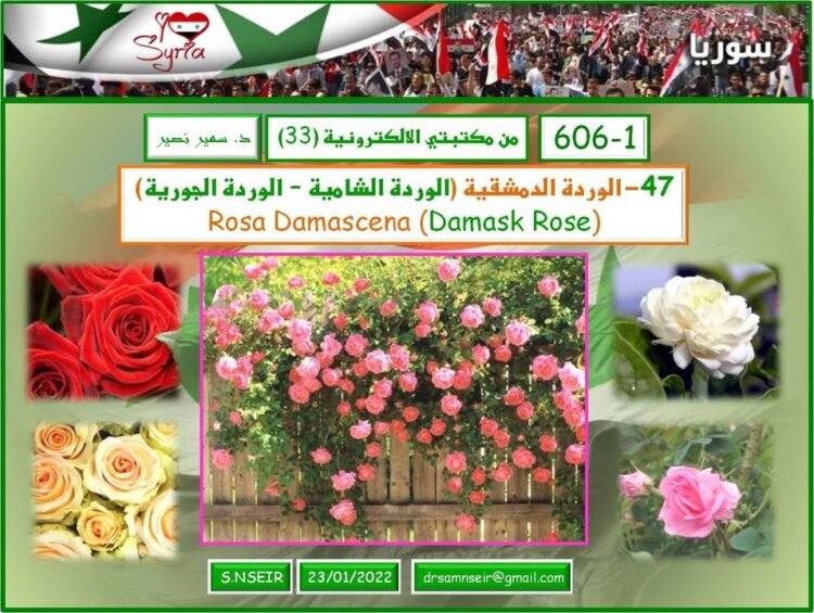 الوردة الشامية – الوردة الجورية
