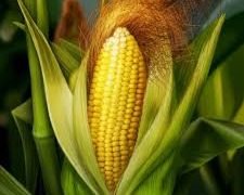 الأعلاف: توقعات بإنتاج 500 ألف طن من الذرة توفر مليارات الليرات على الخزينة