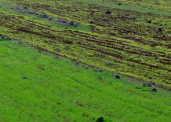 مدير الإنتاج النباتي: زراعة أكثر من 791 ألف هكتار قمح حتى الآن.