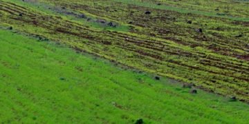 مدير الإنتاج النباتي: زراعة أكثر من 791 ألف هكتار قمح حتى الآن.