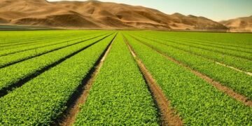 الرئيس الجزائري عبد المجيد تبون يتوقع تحقيق الاكتفاء الذاتي في 2025