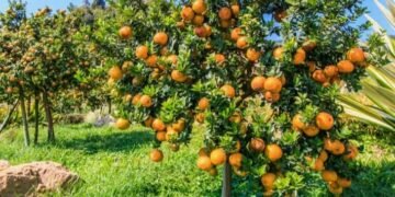 الاهتمام بالاشجار المثمرة..