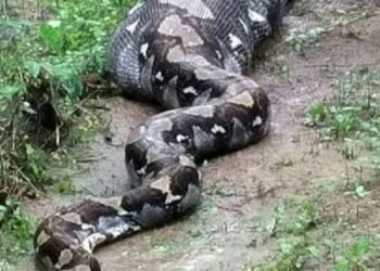 بعد اختفائها 24 ساعة.. العثور على امرأة “في بطن ثعبان”