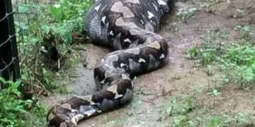 بعد اختفائها 24 ساعة.. العثور على امرأة “في بطن ثعبان”